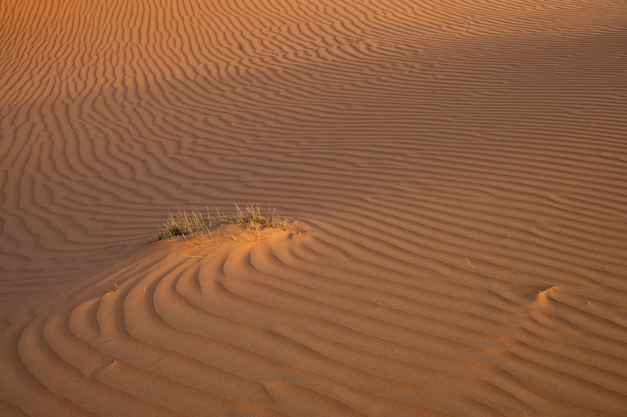 Oman Wahiba Sands 1