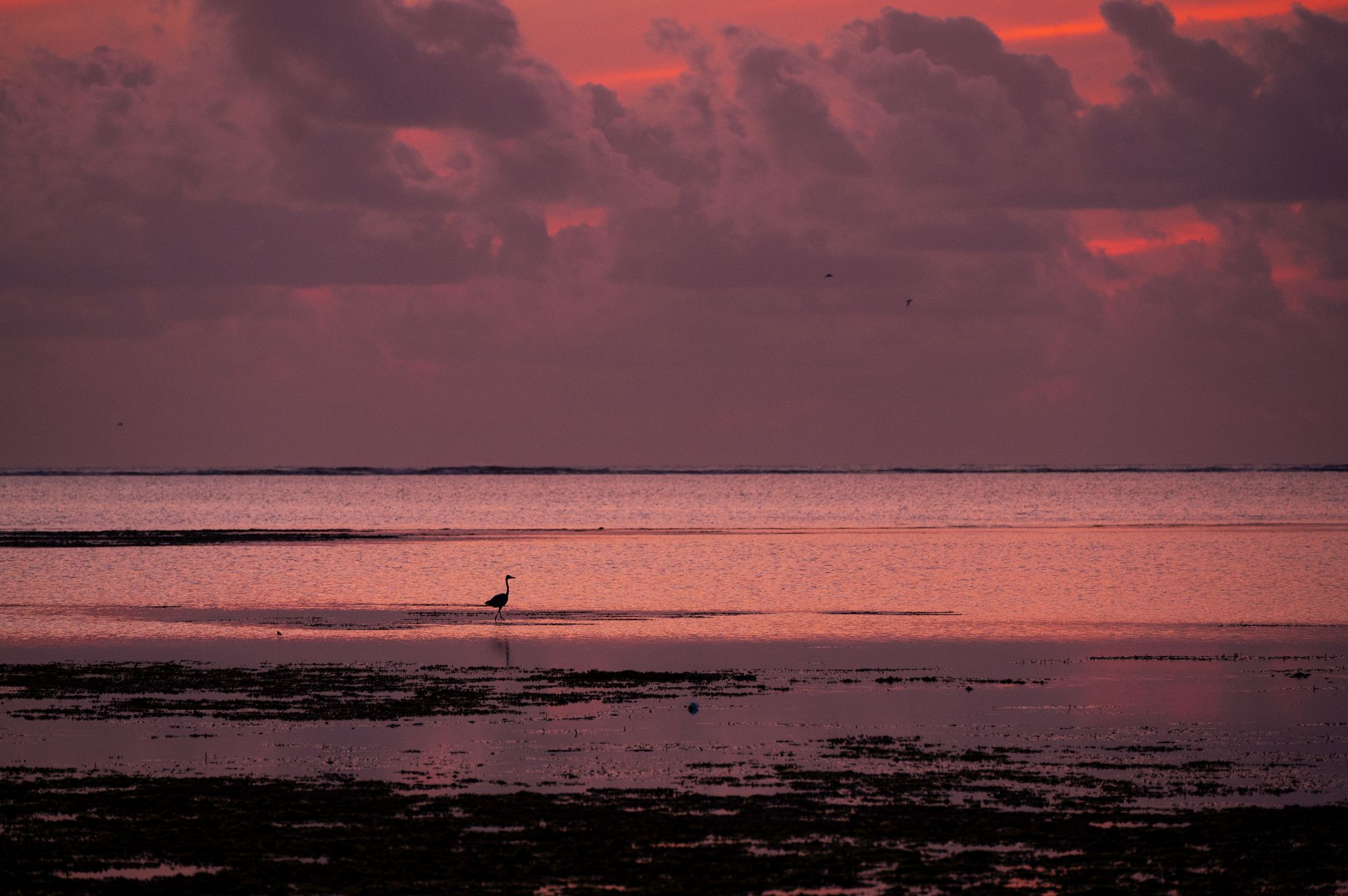 Tanzania Zanzibar Michamvi 2