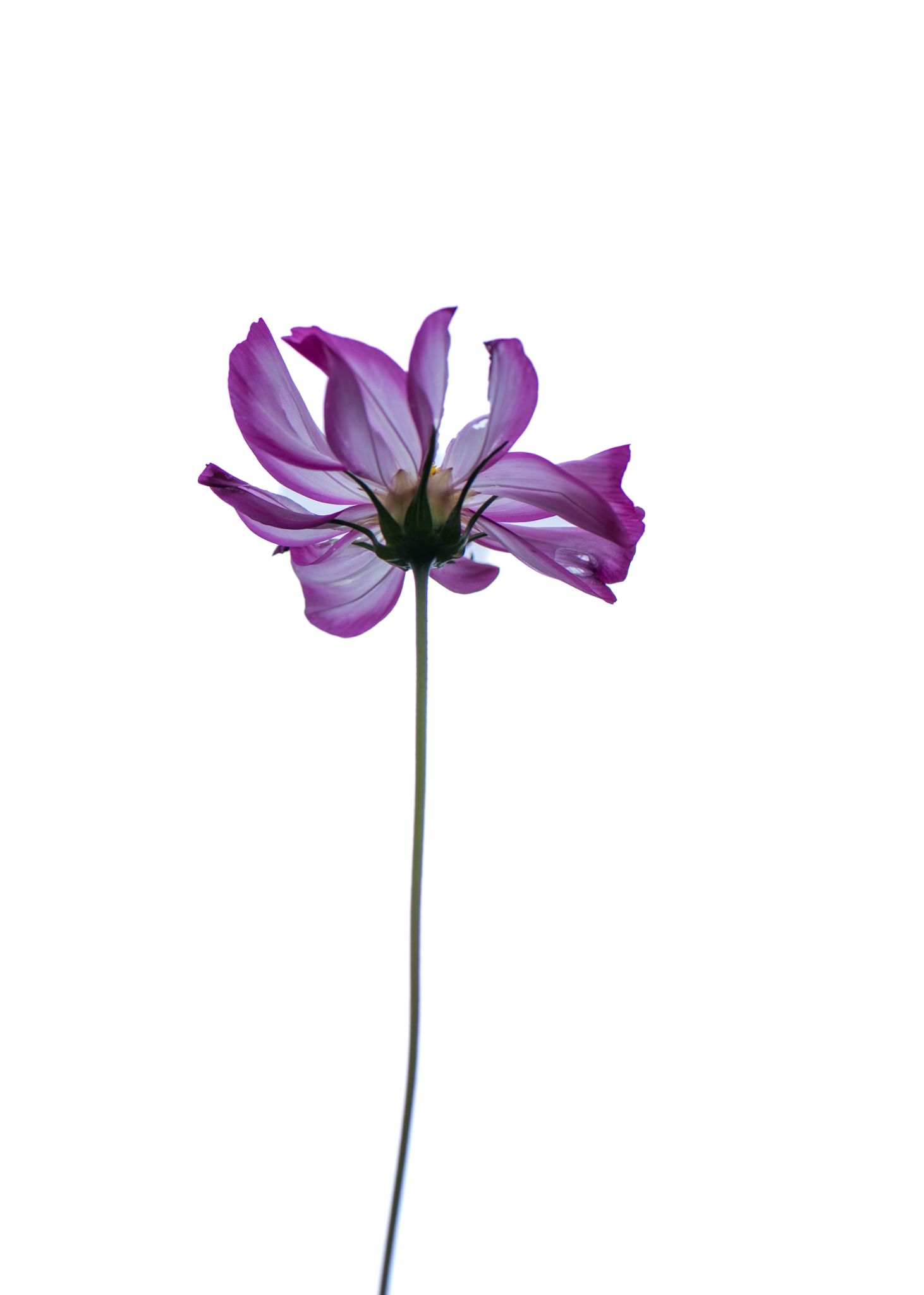 Cosmea 2