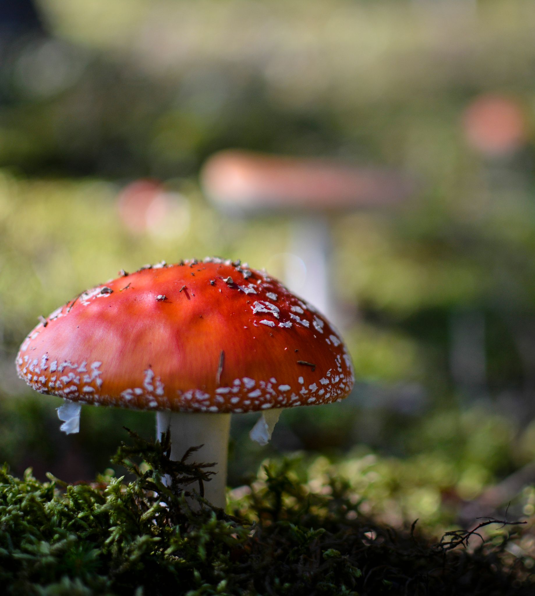 Fliegenpilz