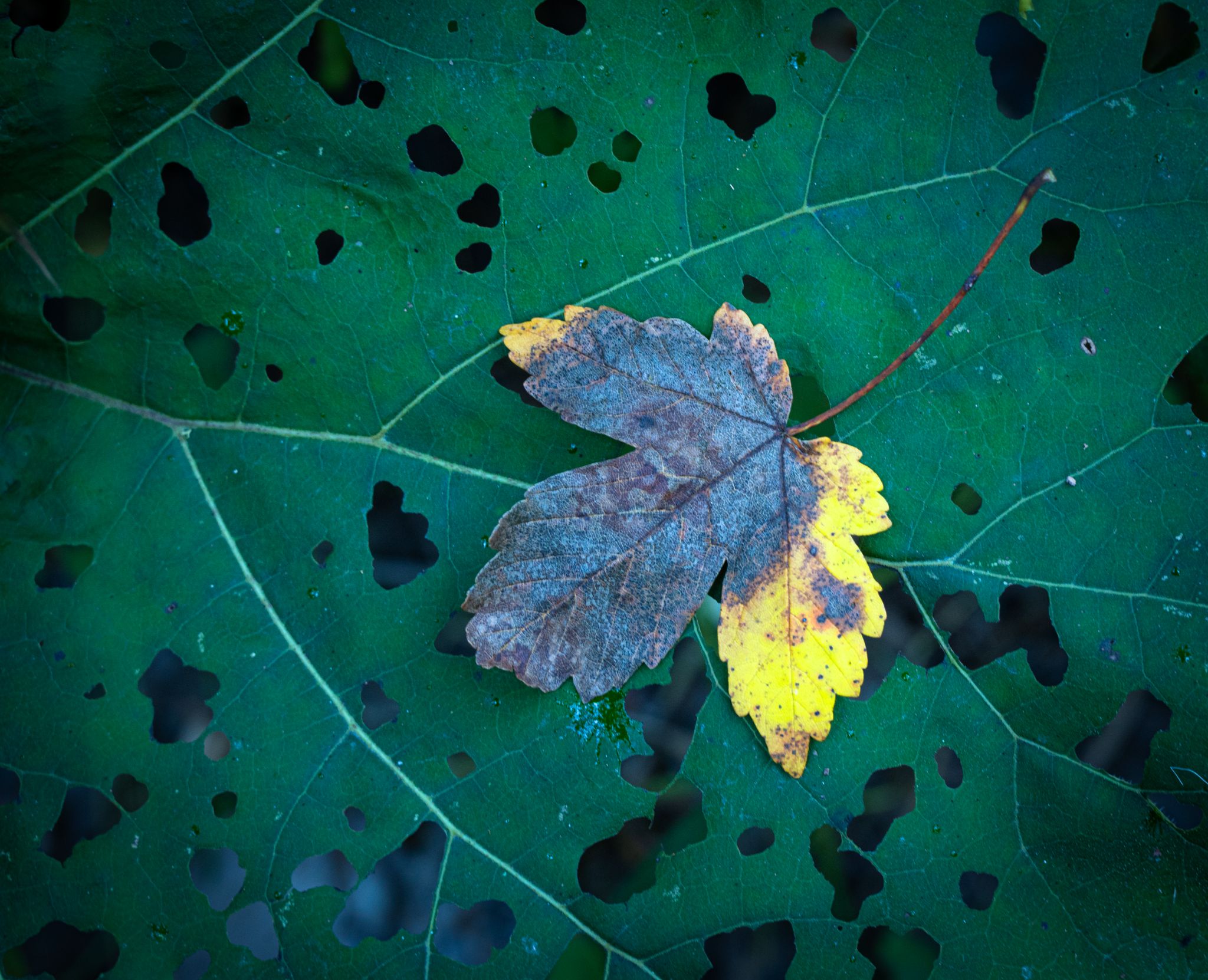 Herbst 1