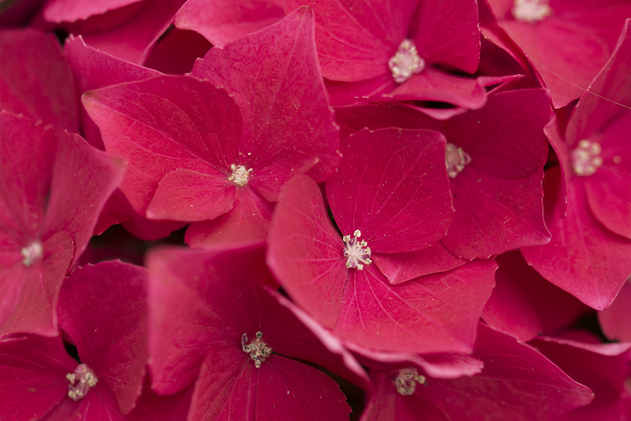 Hortensie