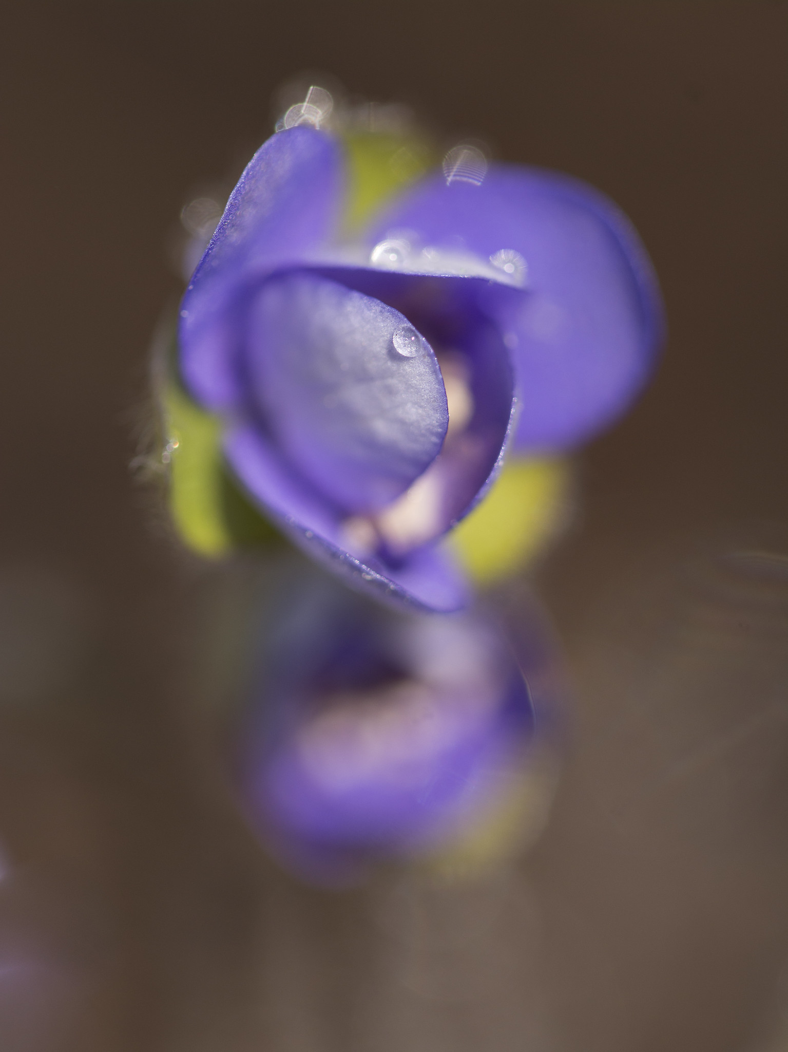 Leberblümchen