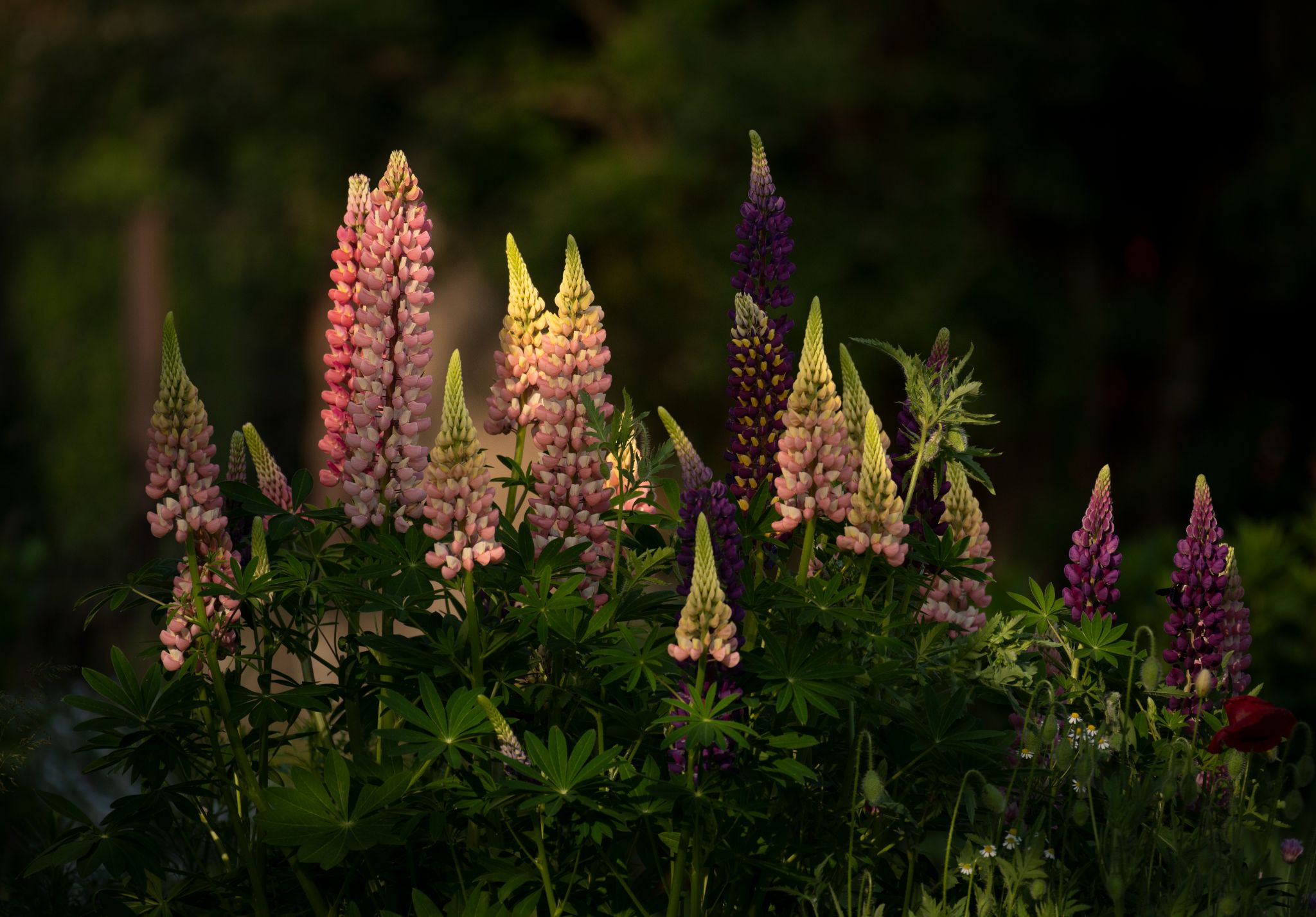 Lupinien