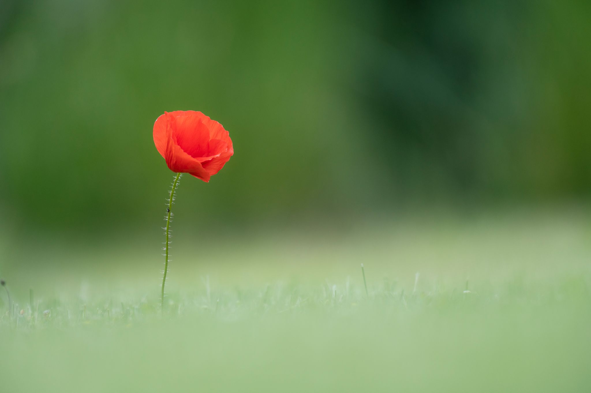 Mohnblume