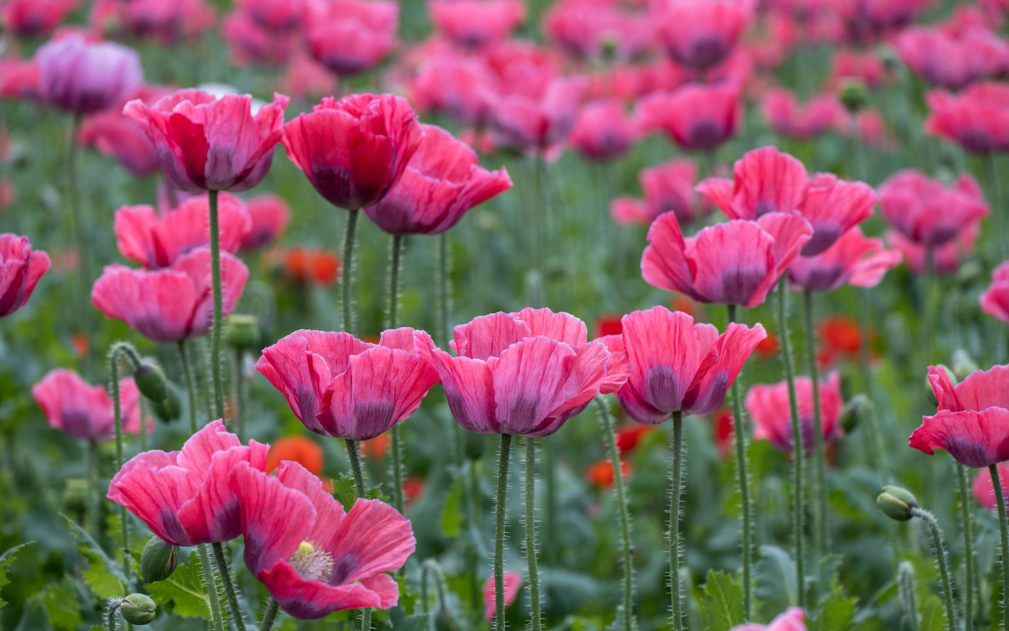 Mohnblumenfeld2
