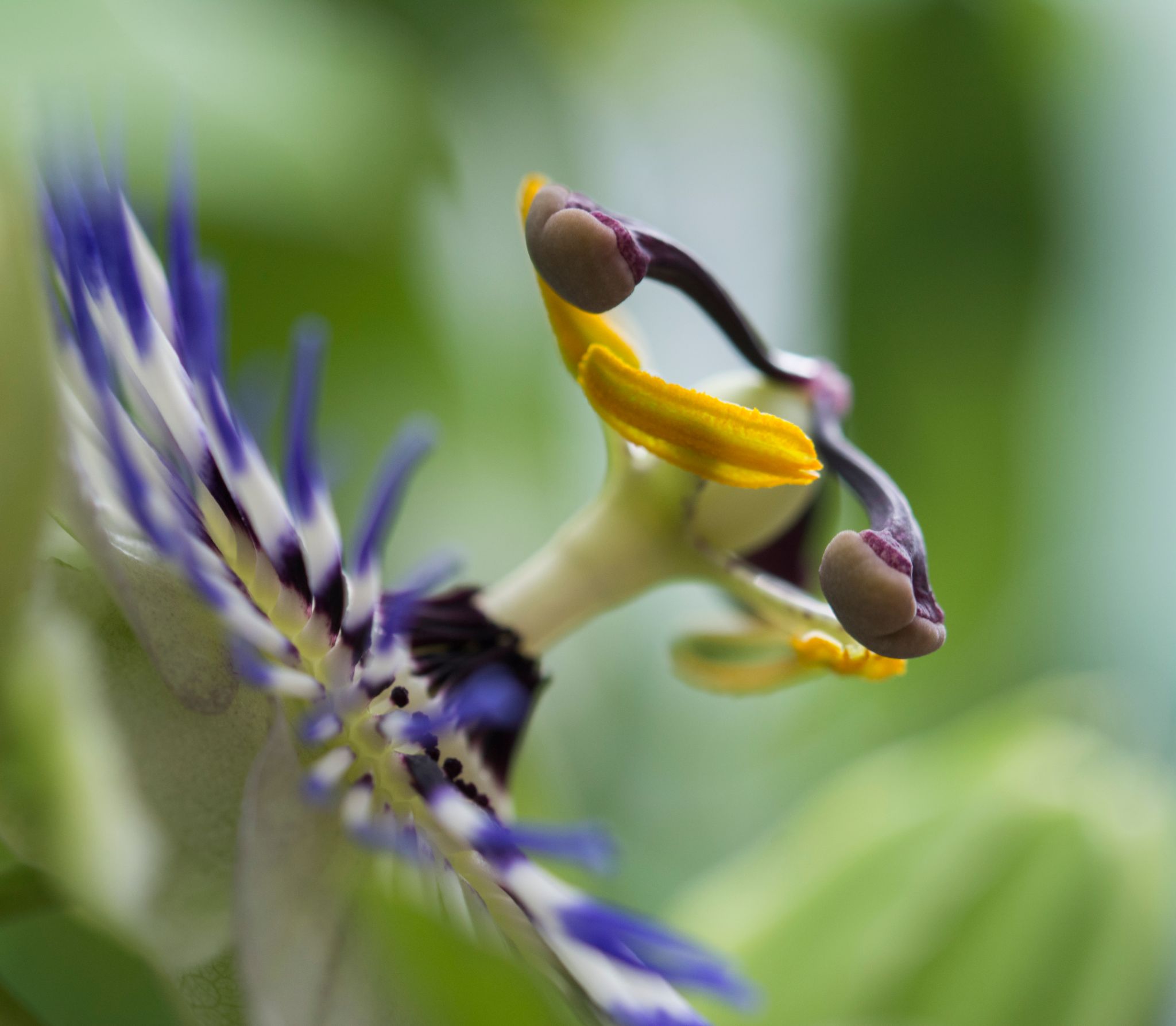 Passionsblume