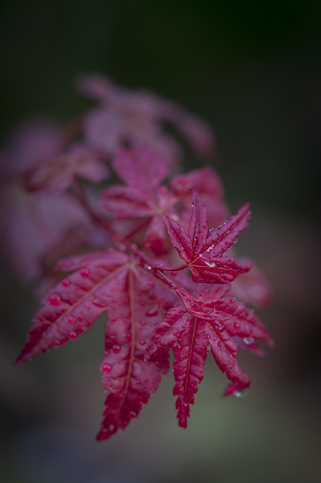 Roter Ahorn