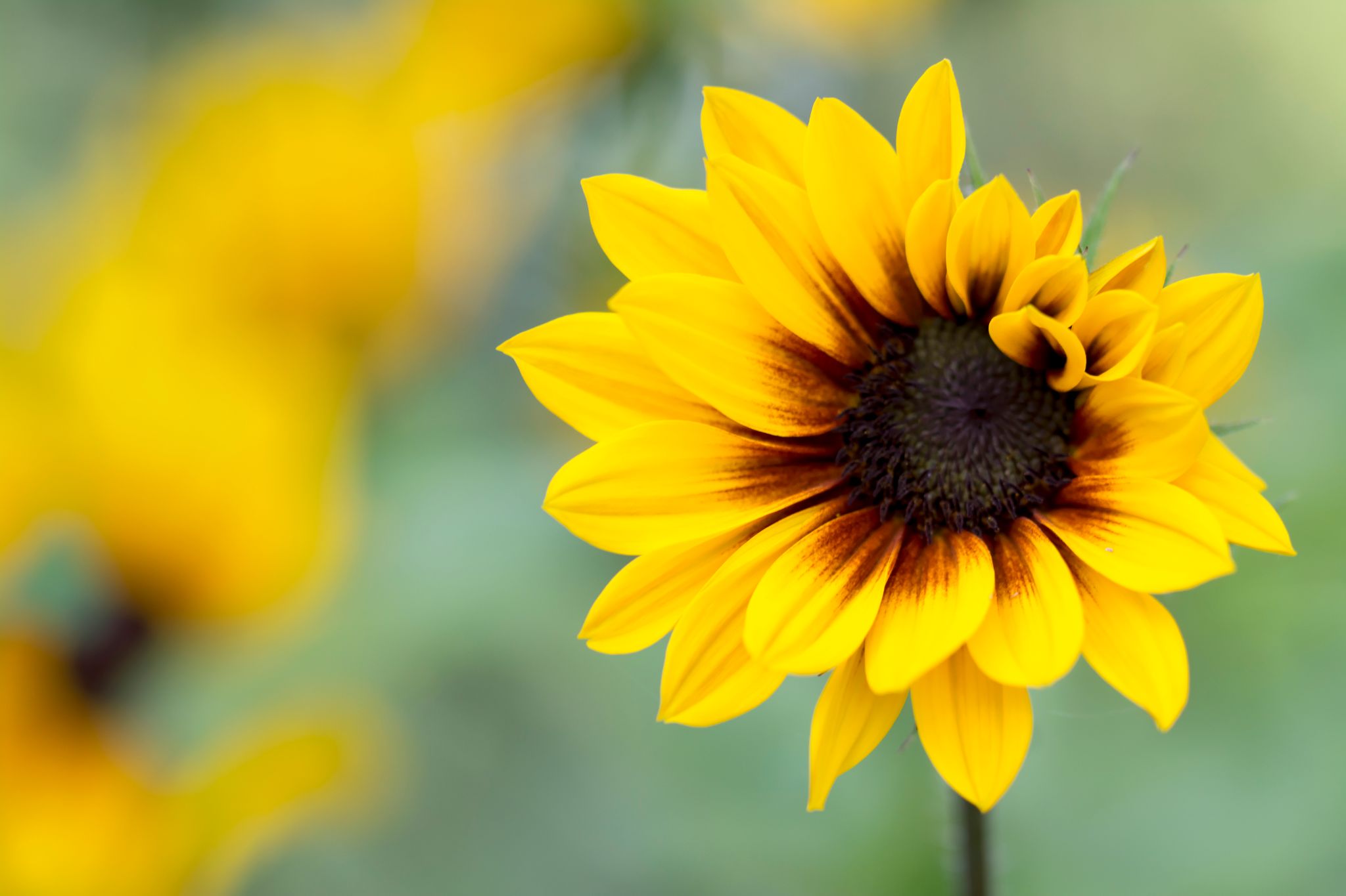 Sonnenblume