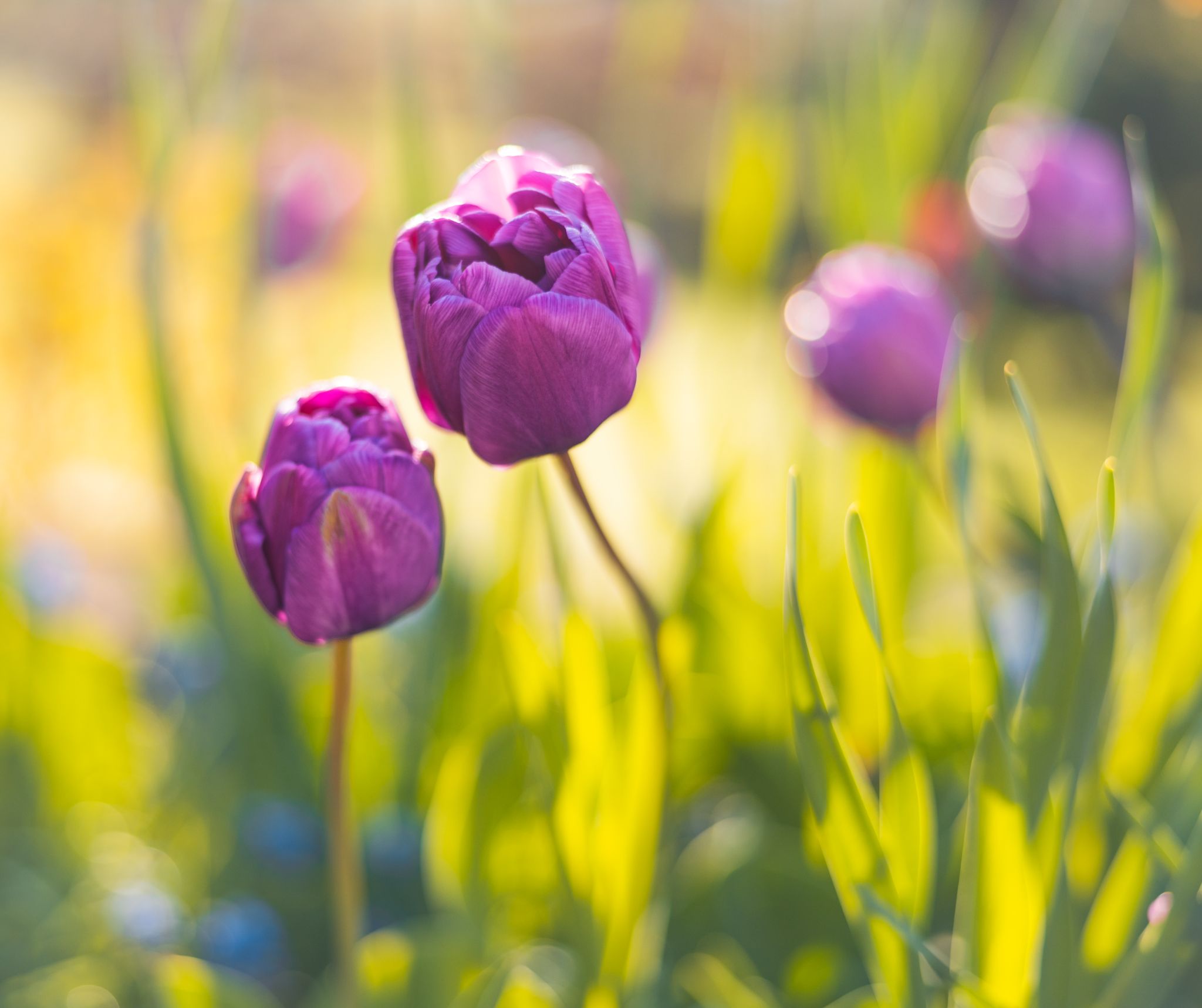 Tulpen