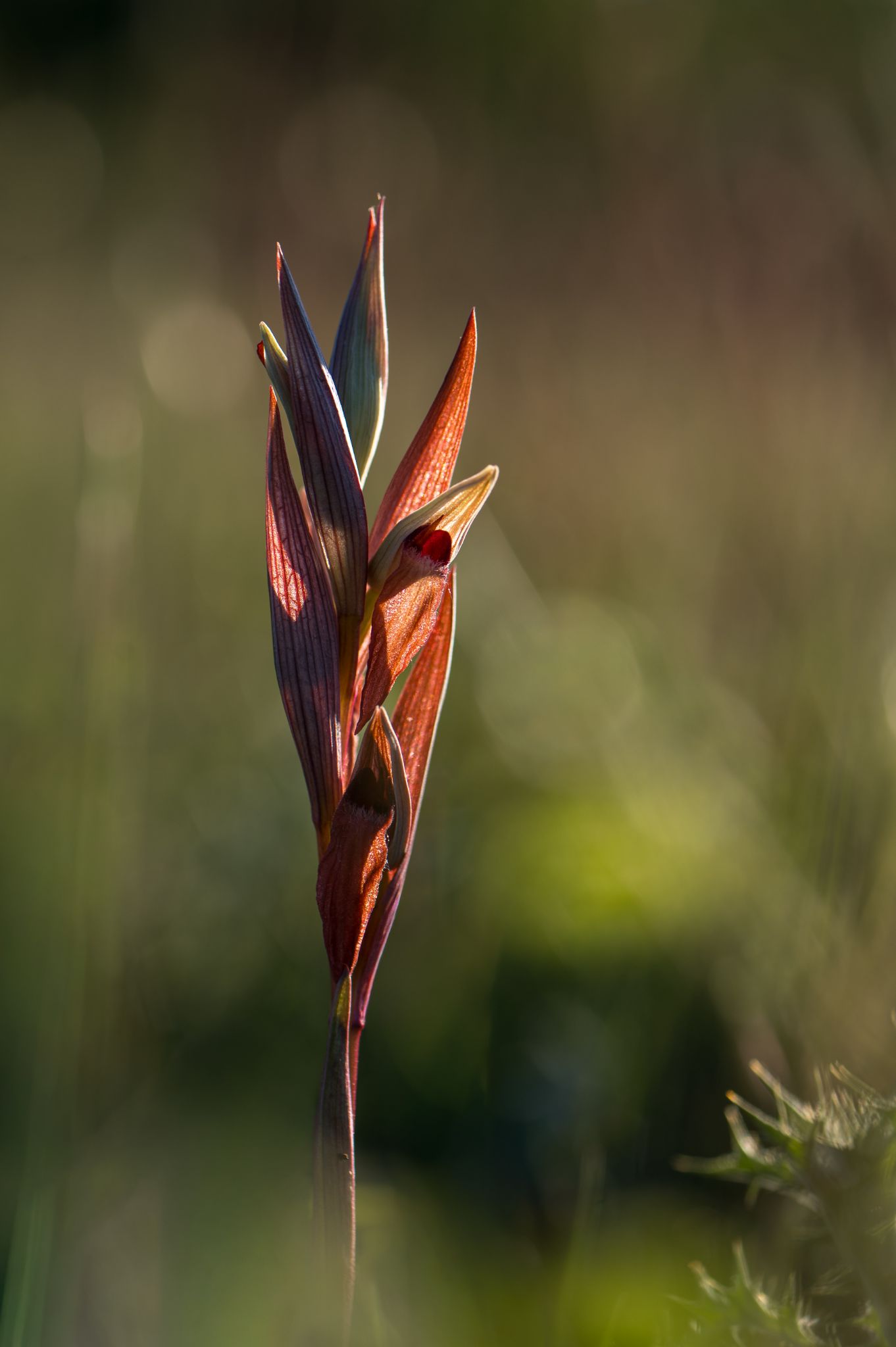 Zungenstendl Orchidee