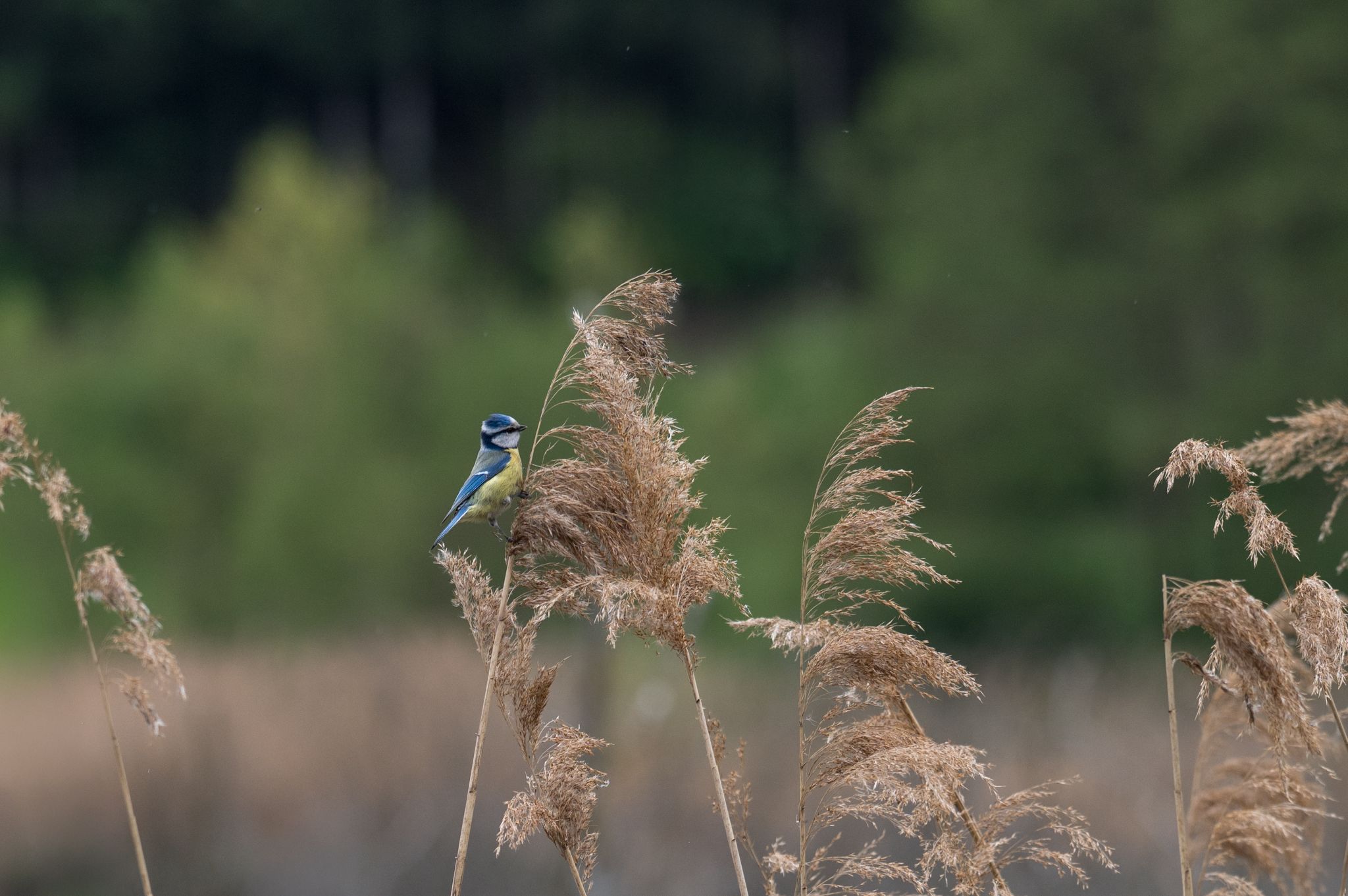 Blaumeise Cyanistes caeruleus