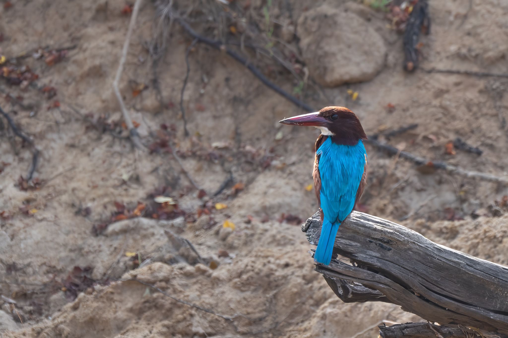 Braunliest white throated kingfisher (Halcyon smyrnensis) 1
