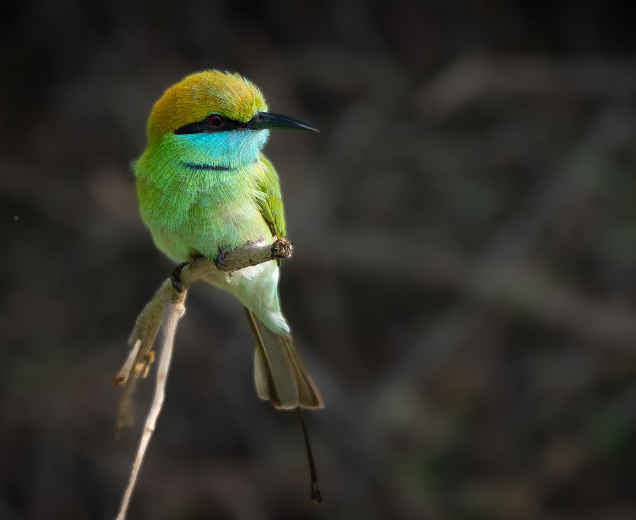 Bronzescheitel Smaragdspint Asian Green Bee eater 1 (Merops orientalis)