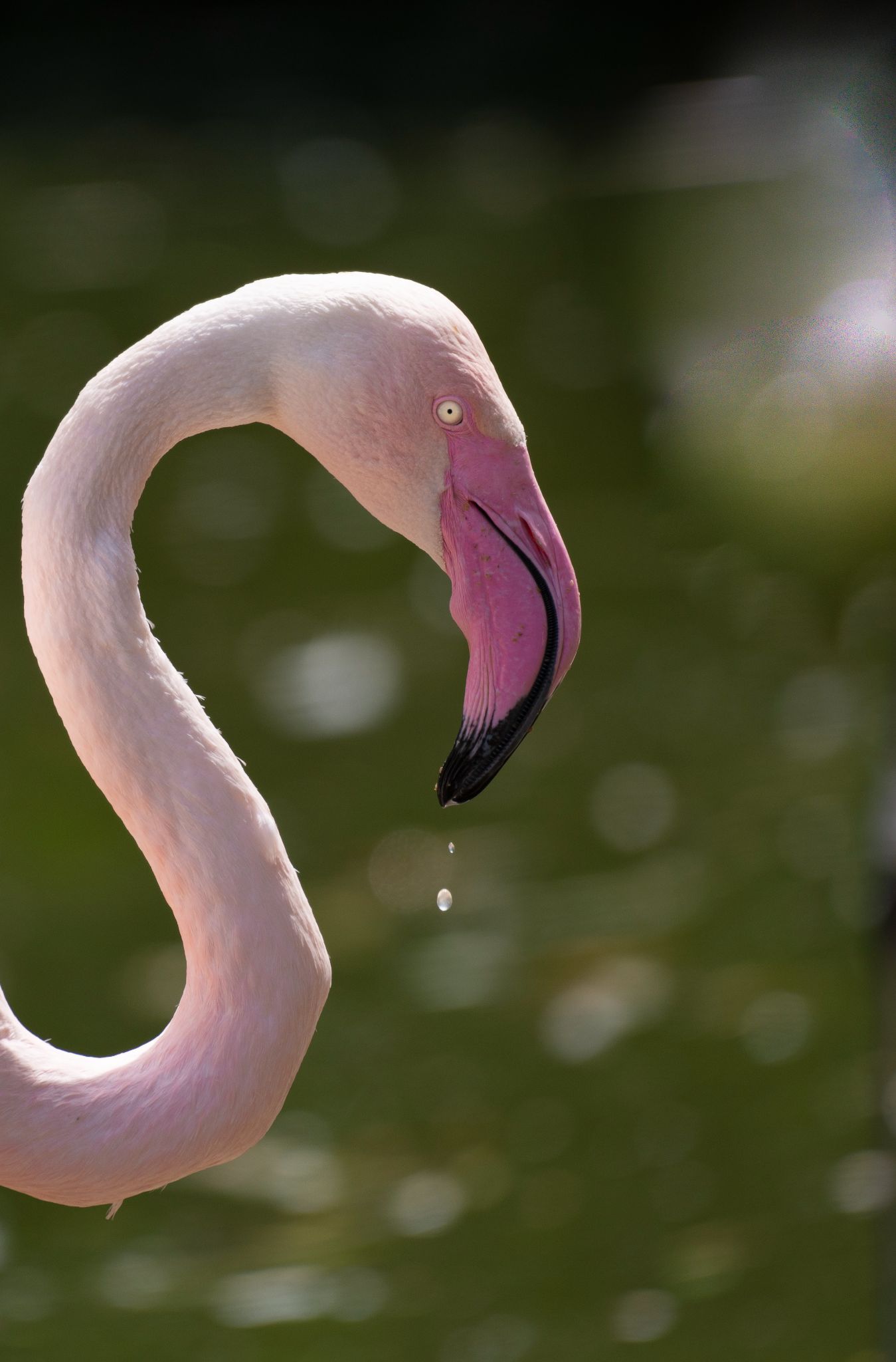 Flamingo (Phoenicopteridae)