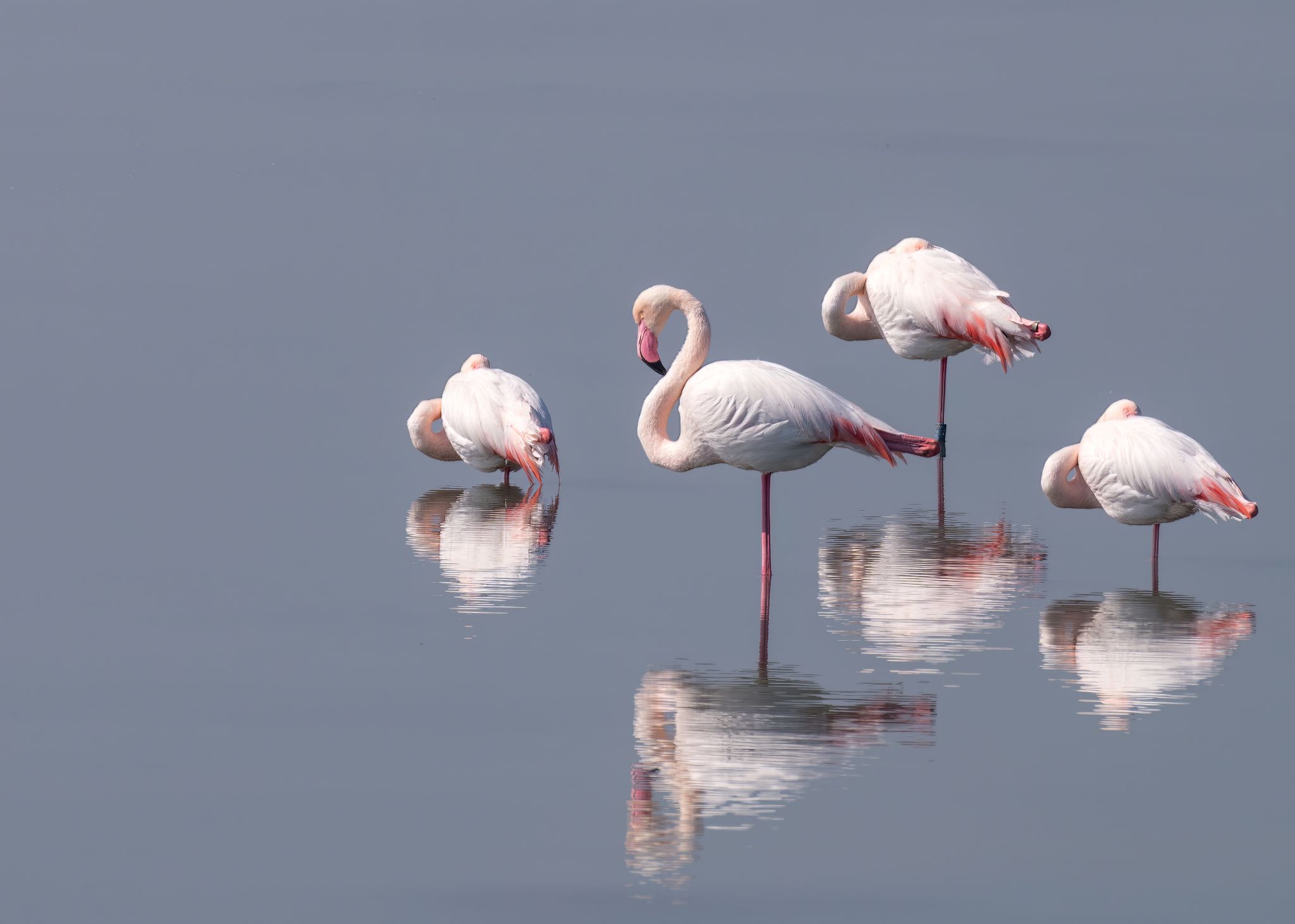 Flamingos (Phoenicopteridae)