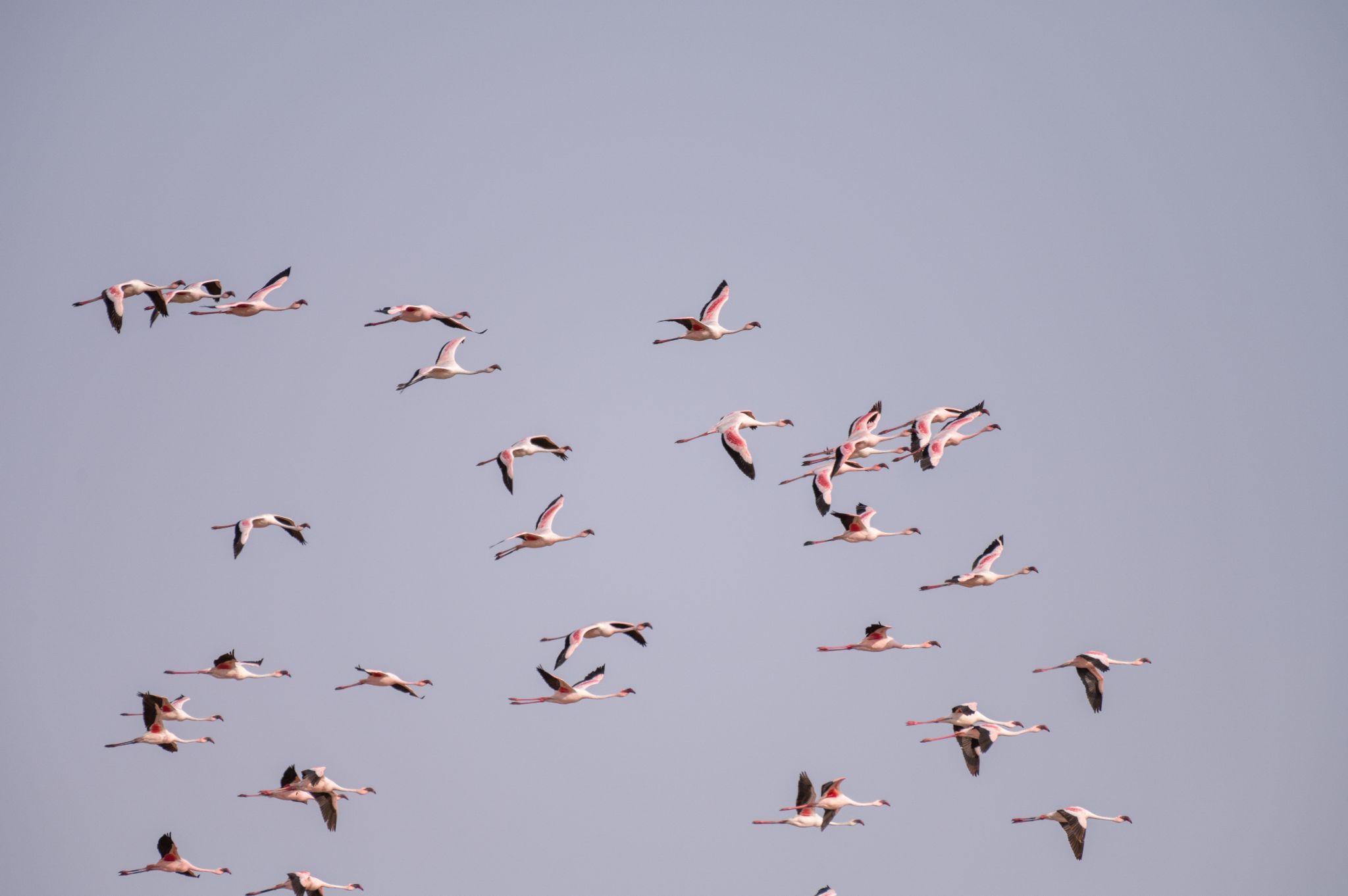 Flamingos im Flug (Phoenicopteridae)