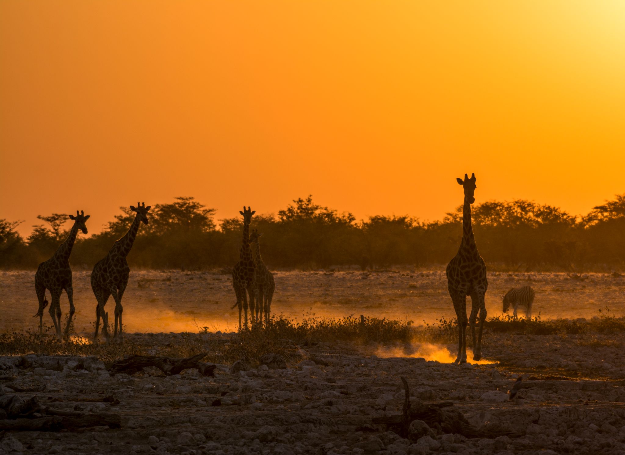 Giraffen 1