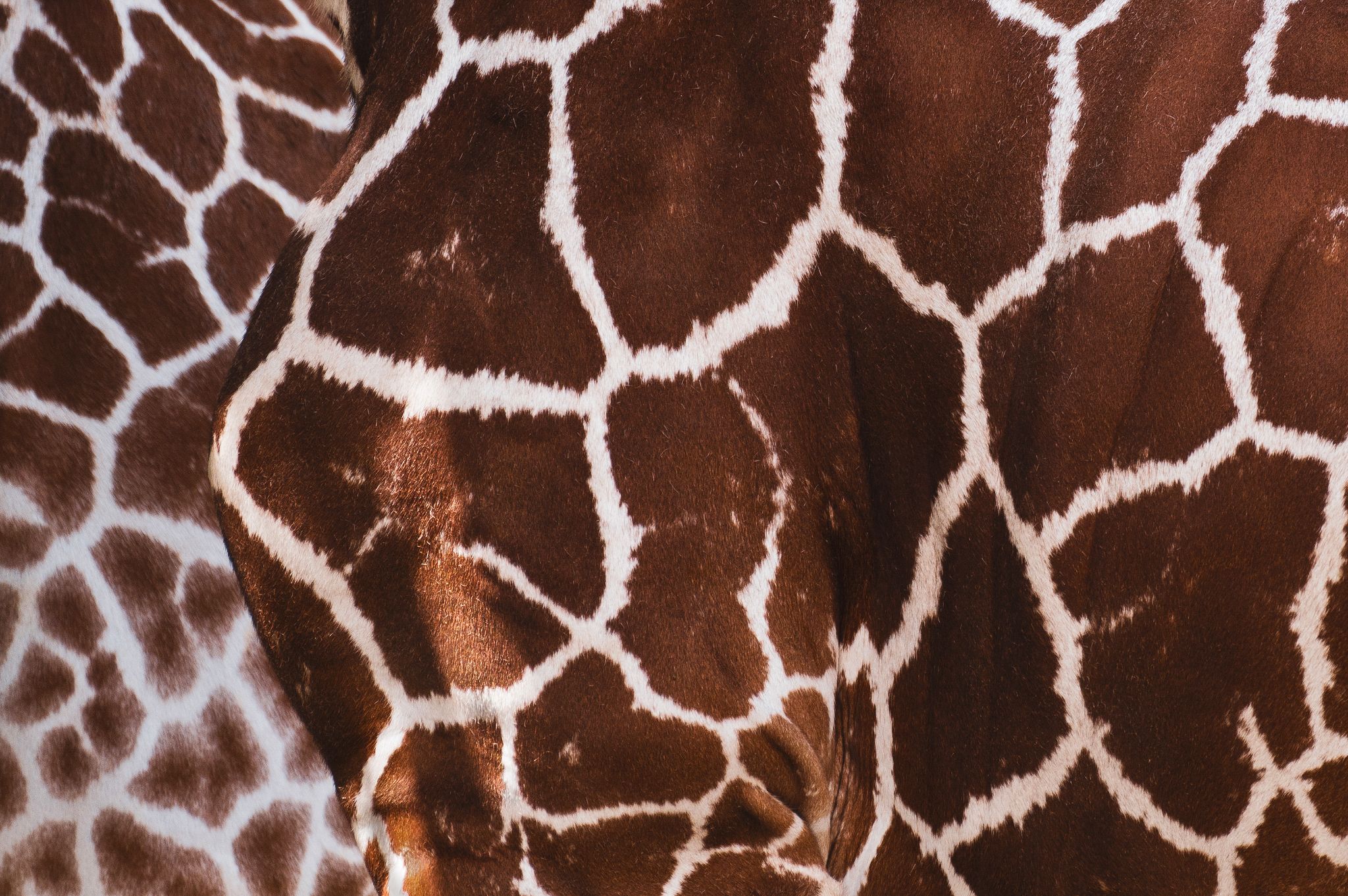 Giraffen2