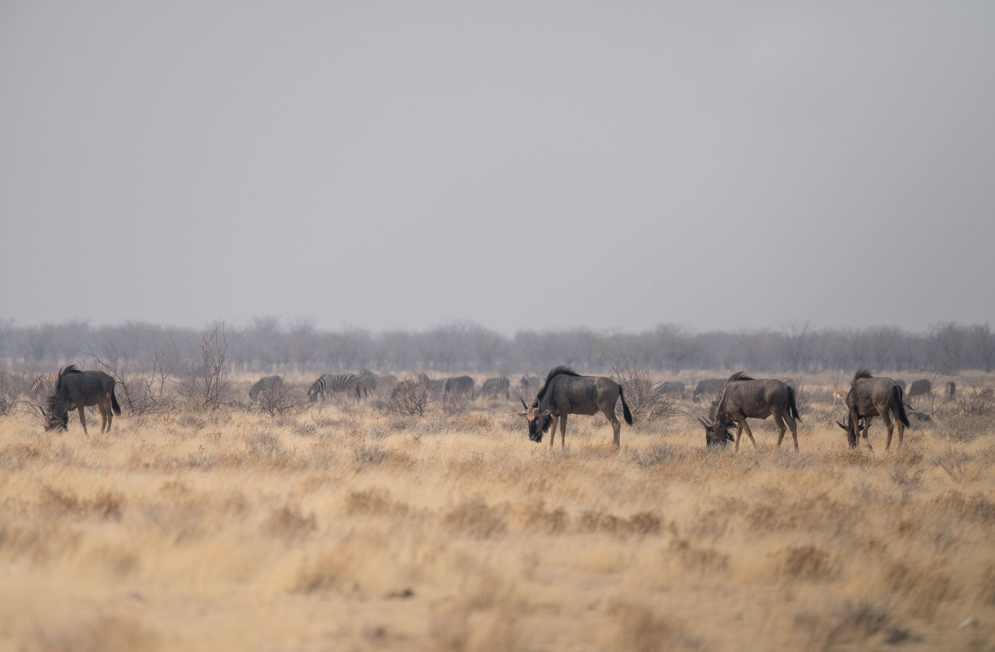 Gnus (Connochaetes gnou) 1
