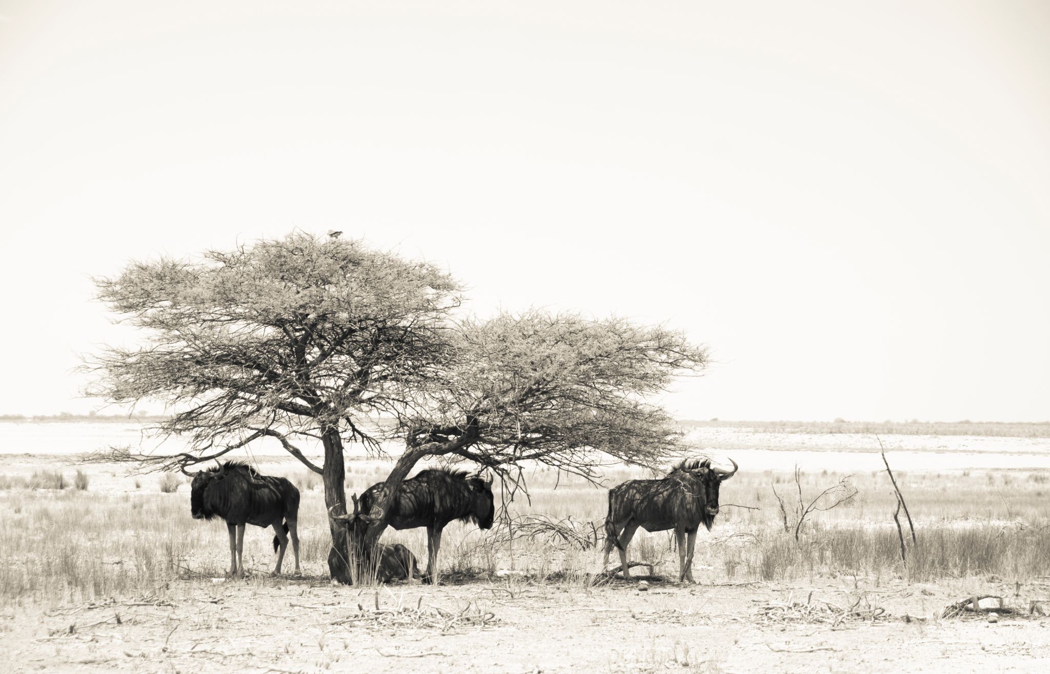 Gnus (Connochaetes gnou) 2