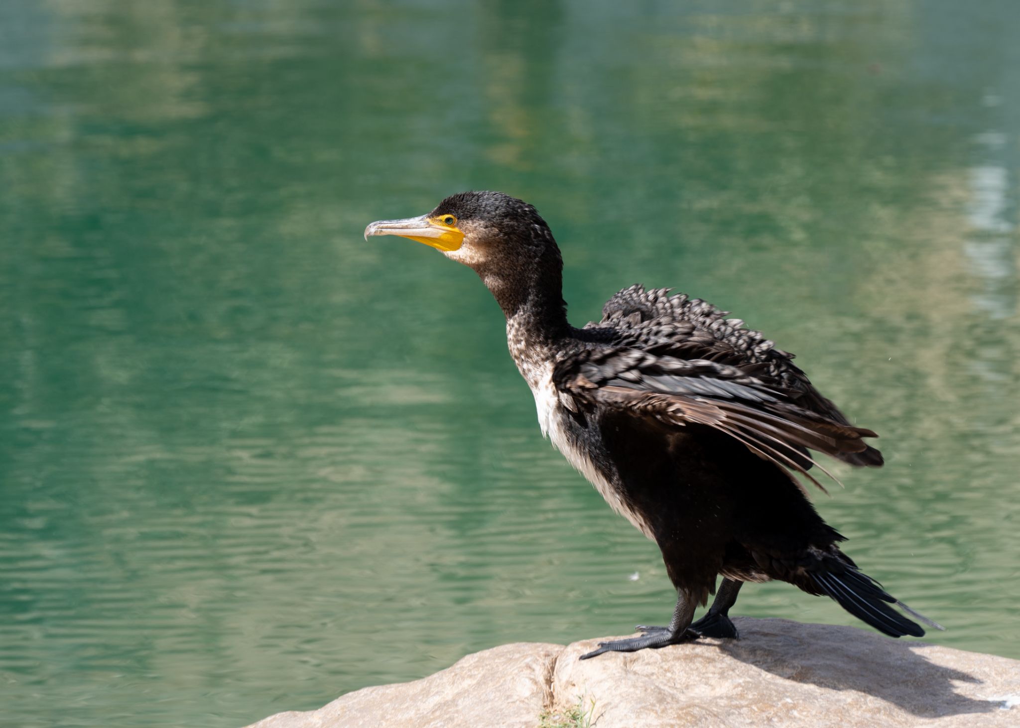 Kormoran 1