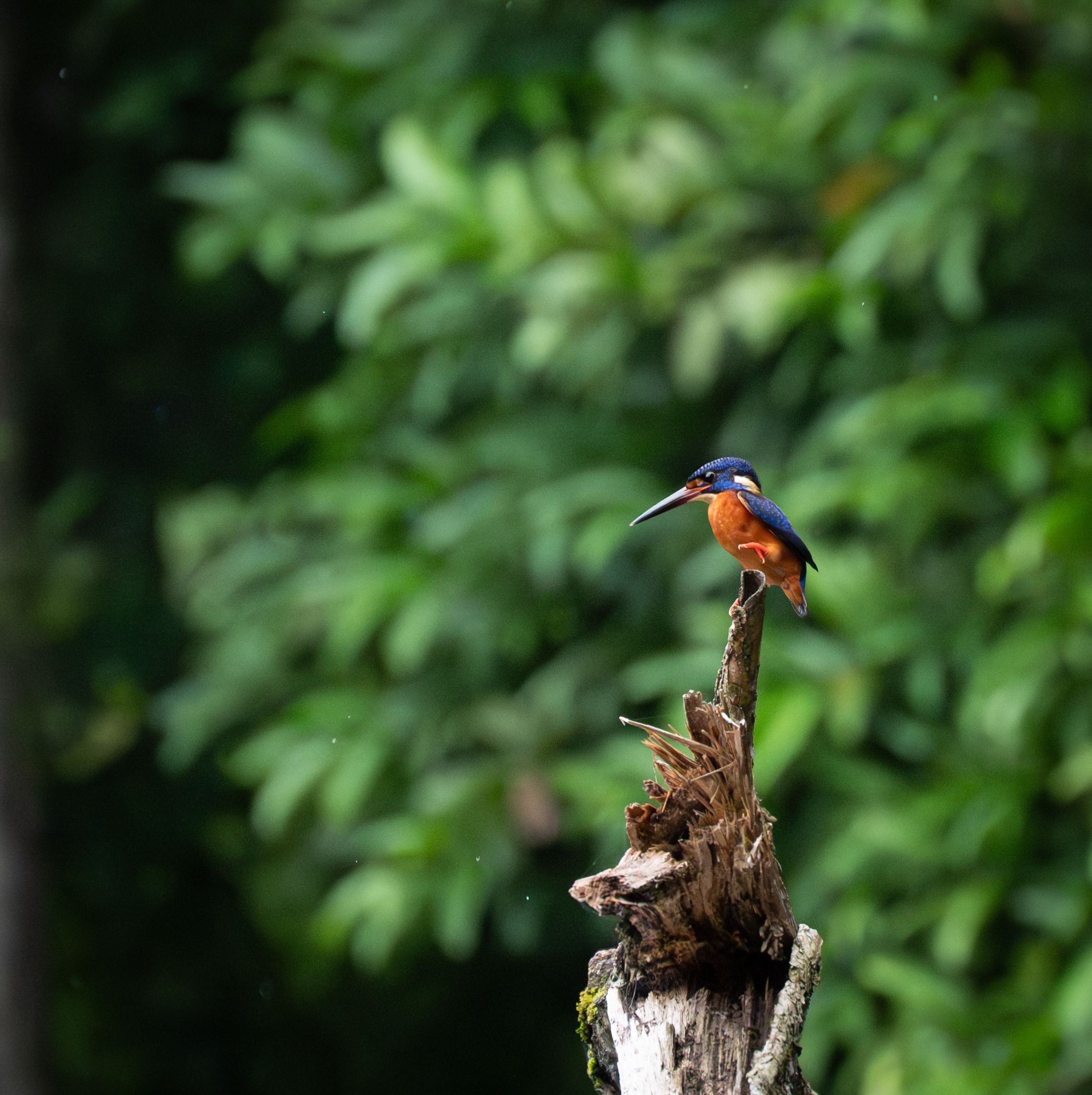 Menintingeisvogel Blue eared kingfisher Alcedo meninting