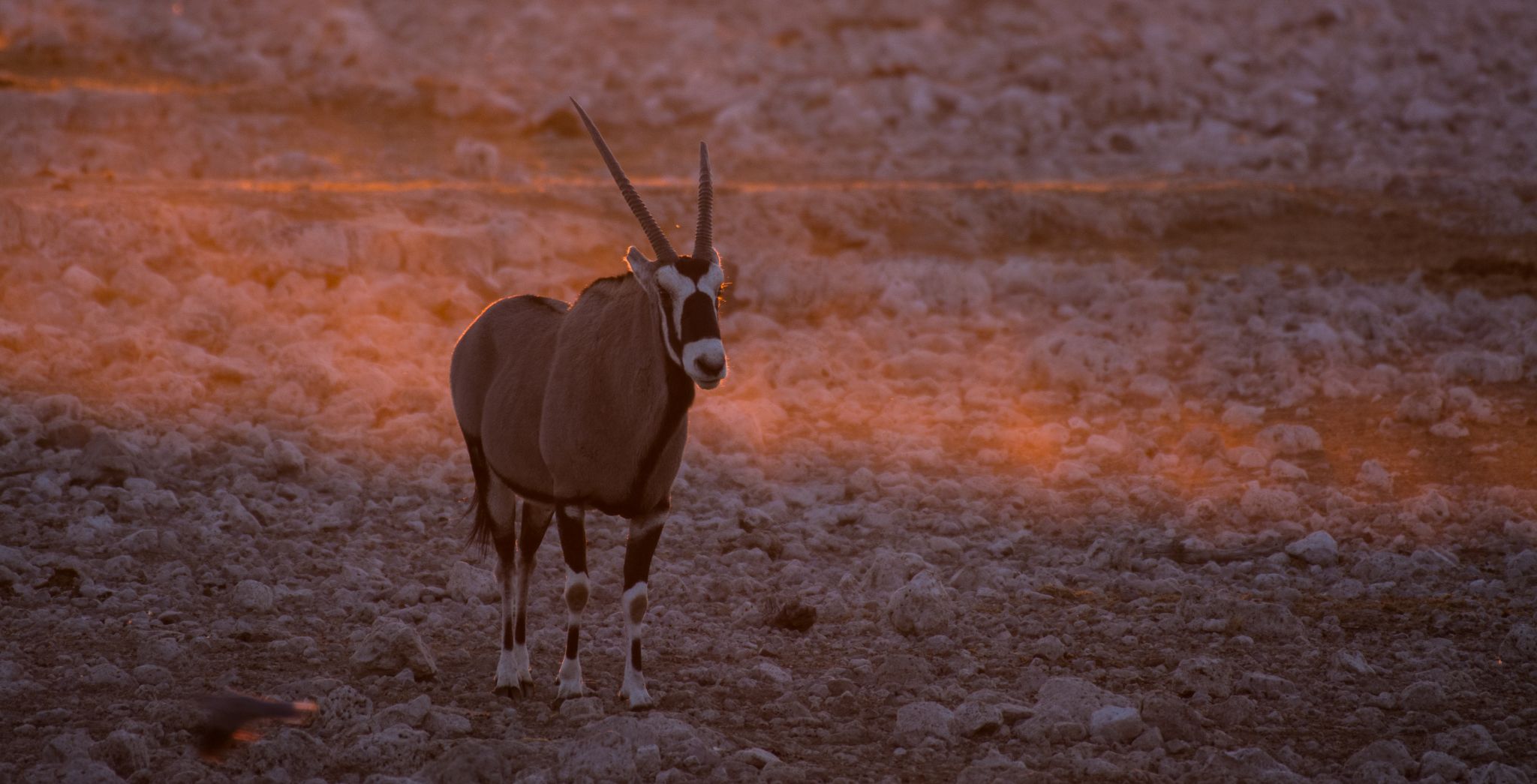 Oryx Antilope (Oryx)