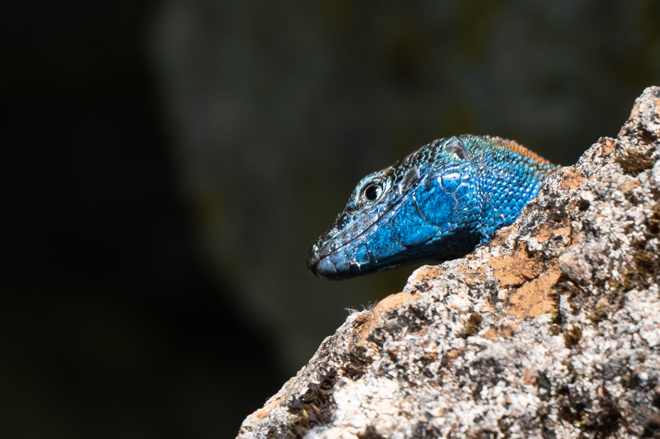 Prachtkieleidechse
