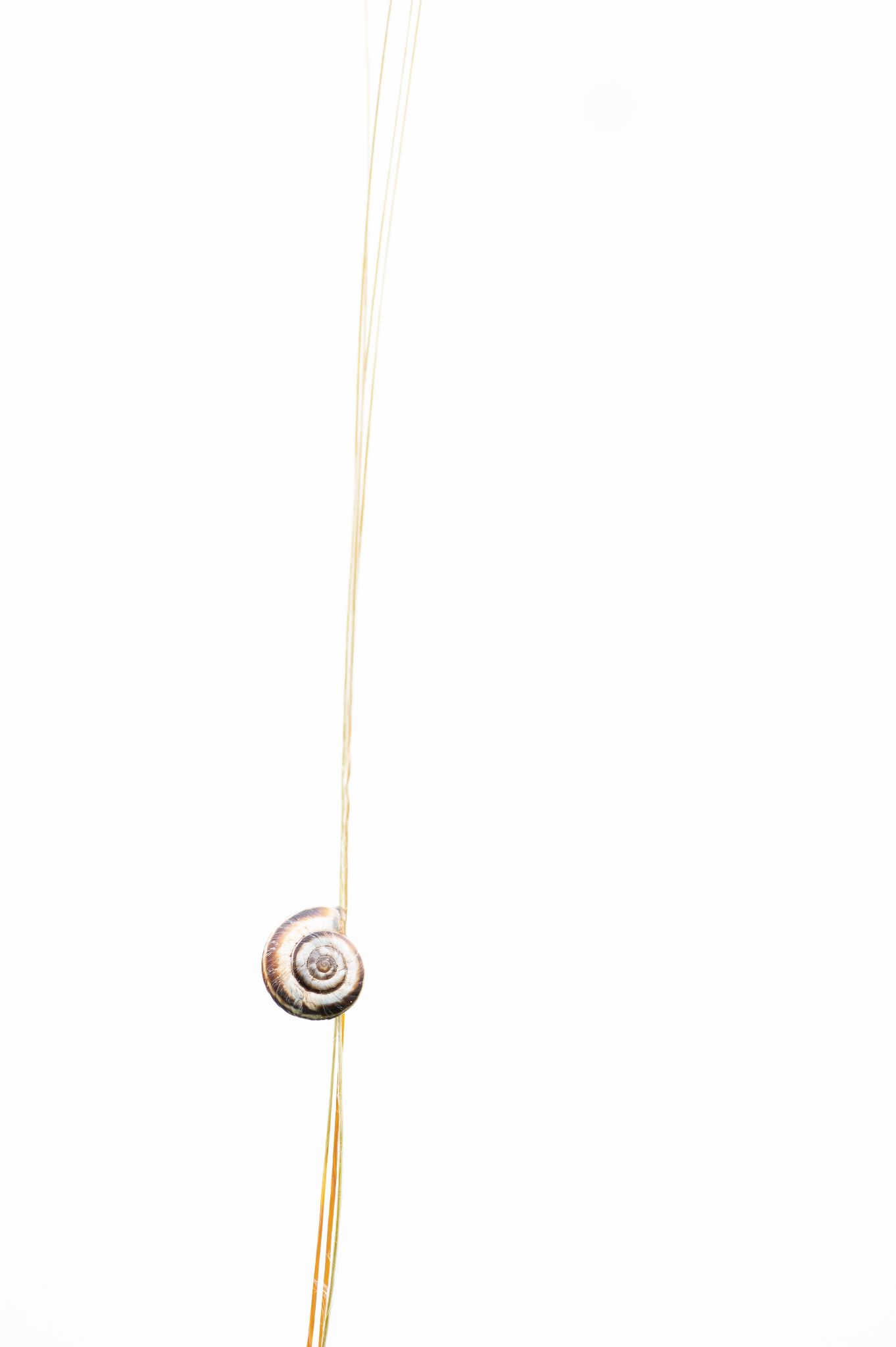Schnecke