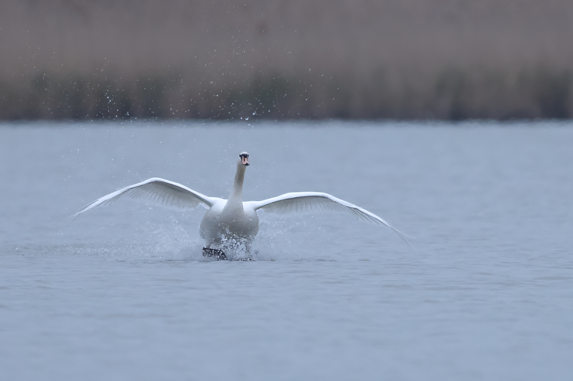 Schwan im Landeanflug Cygnus