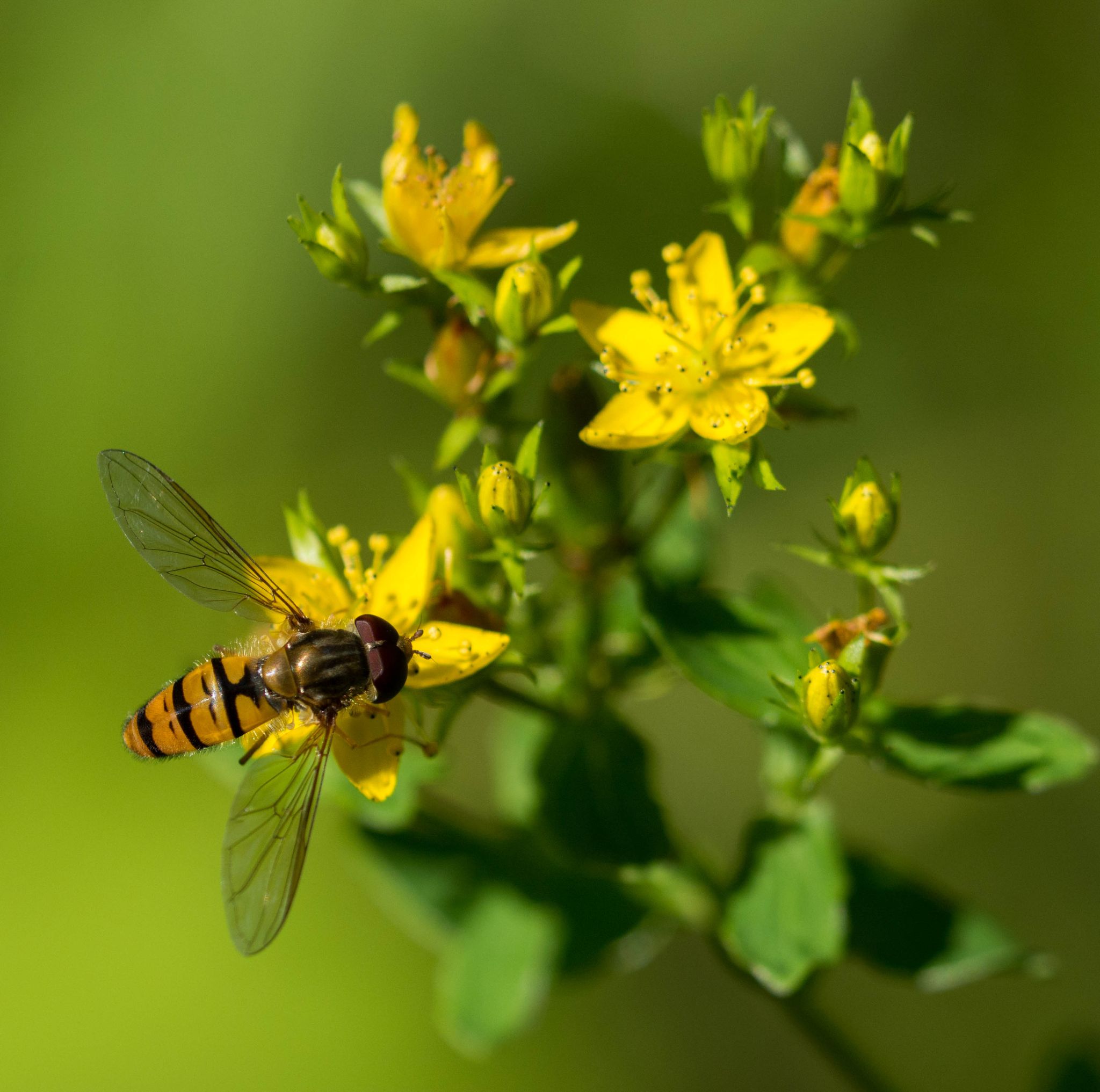 Schwebefliege Hoverfly (Syrphidae)