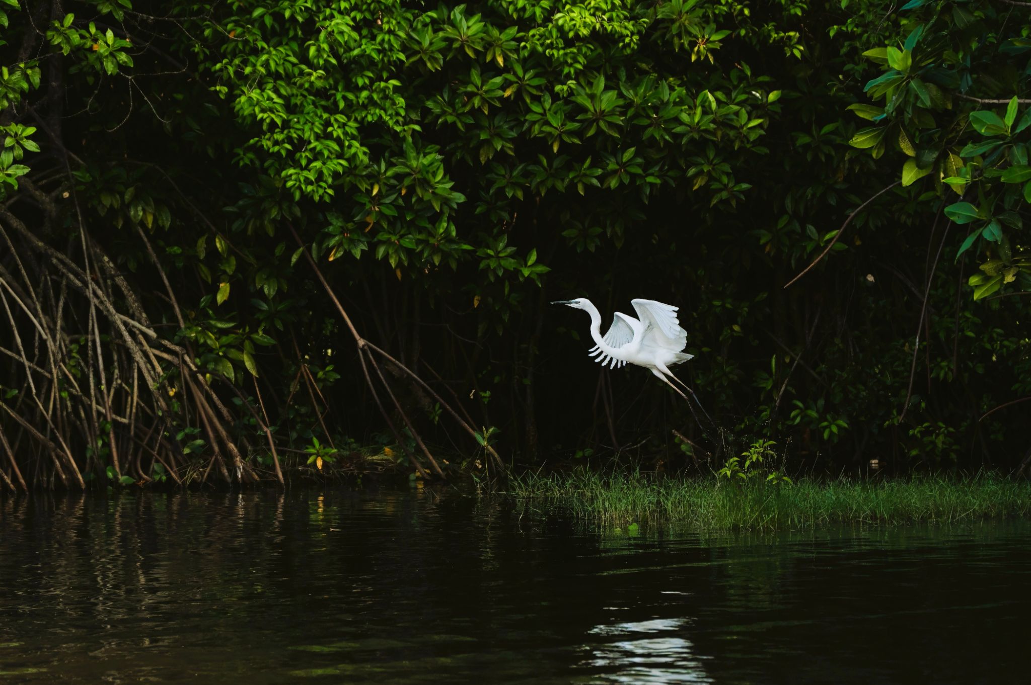 Silberreiher Great Egrit (Ardea alba