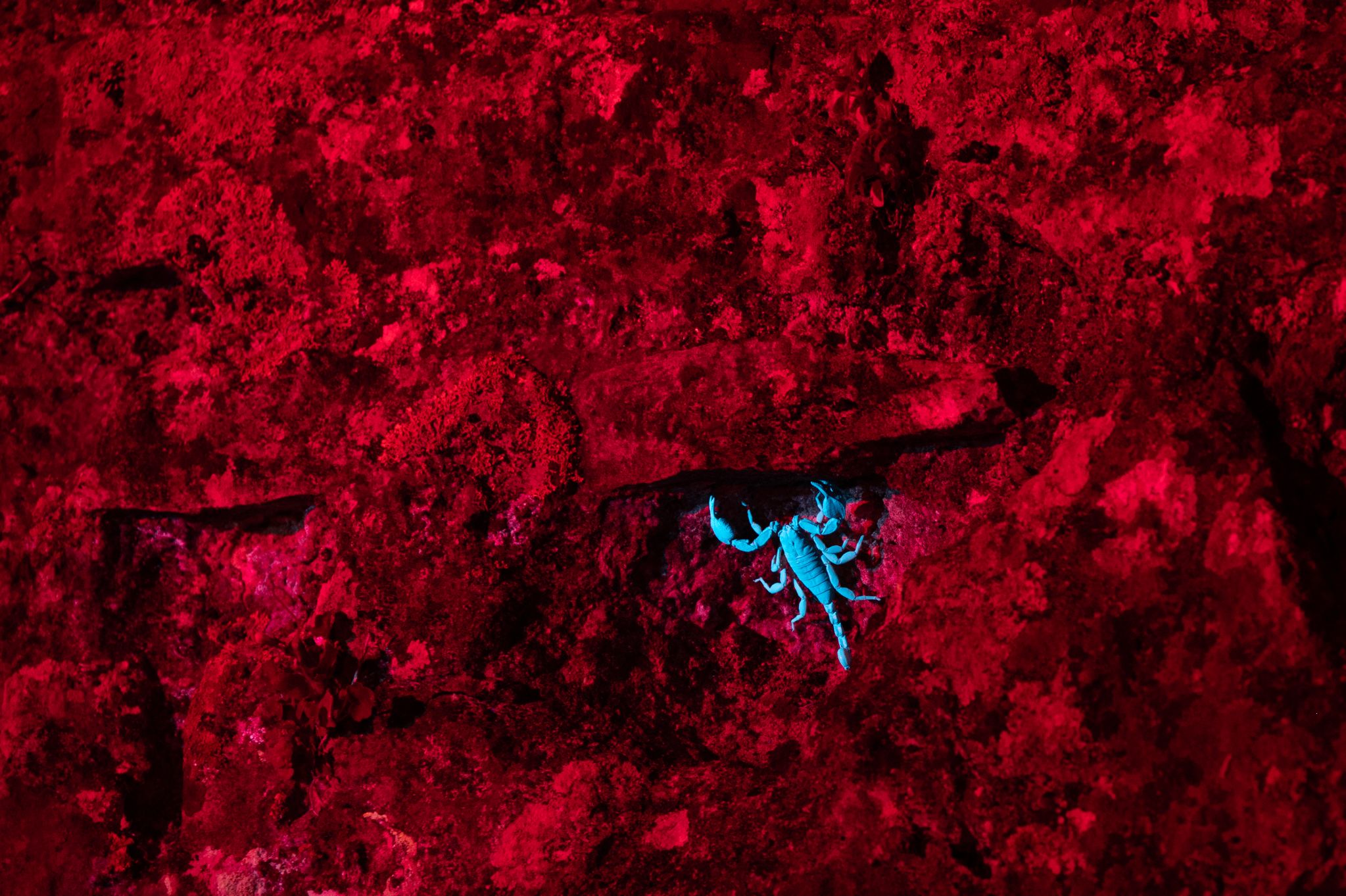 Skorpion Istrien