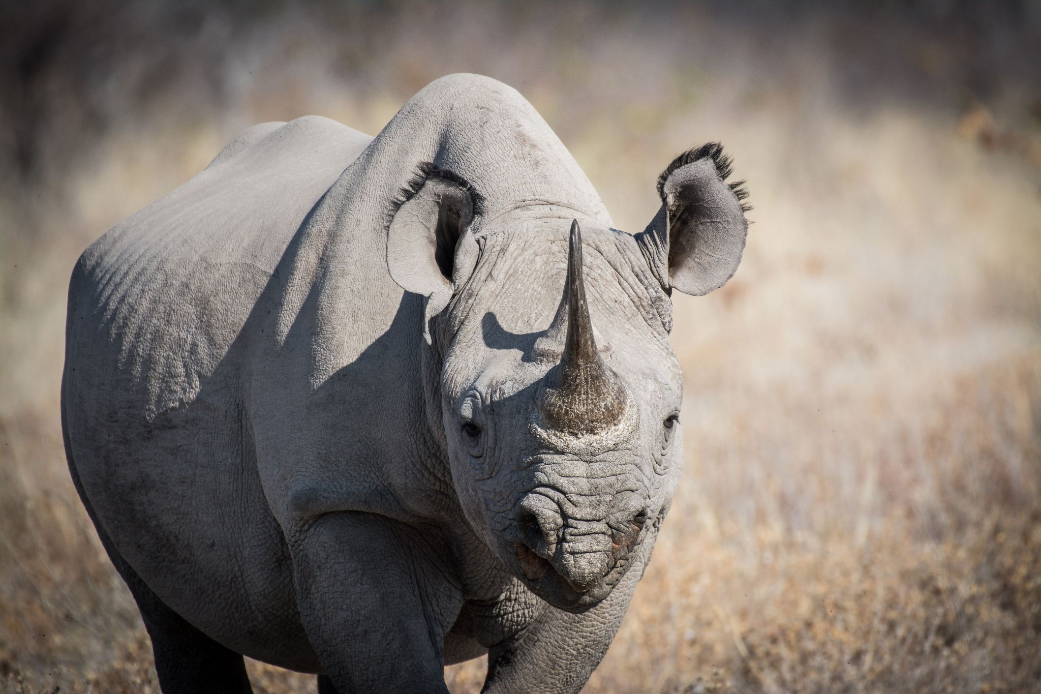 Spitzmaulnashorn Black Rhino (Diceros bicornis) 2
