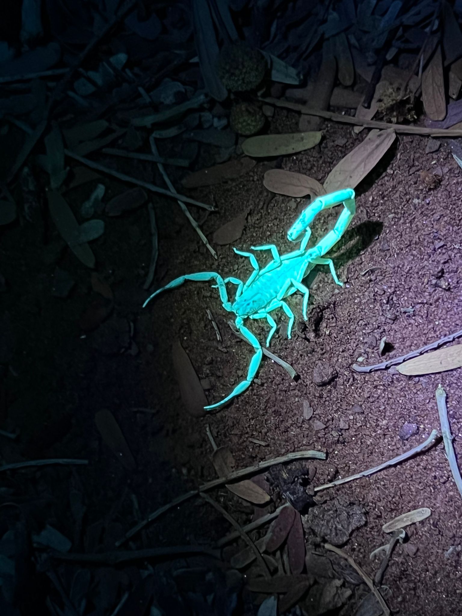 Tree bark scorpion