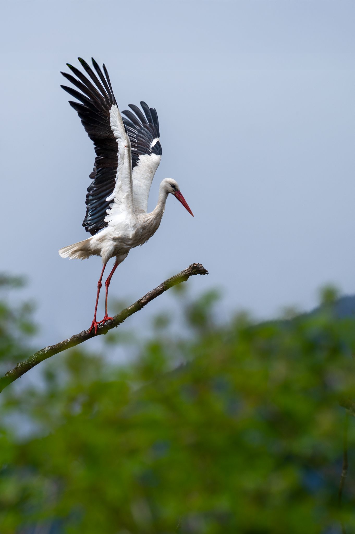 Weißstorch Ciconia ciconia